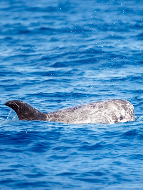 Dolphin swimming in the ocean during a Gran Canaria sunset cruise.