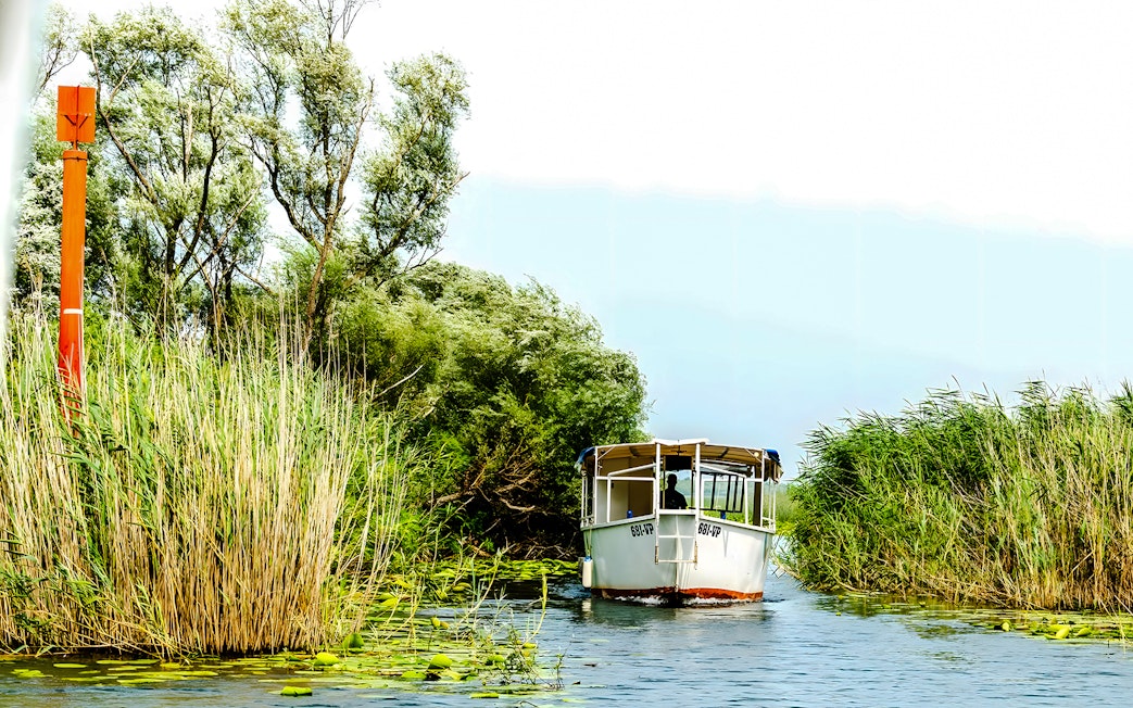 Boat navigating through reeds on Lake Skadar, Montenegro.