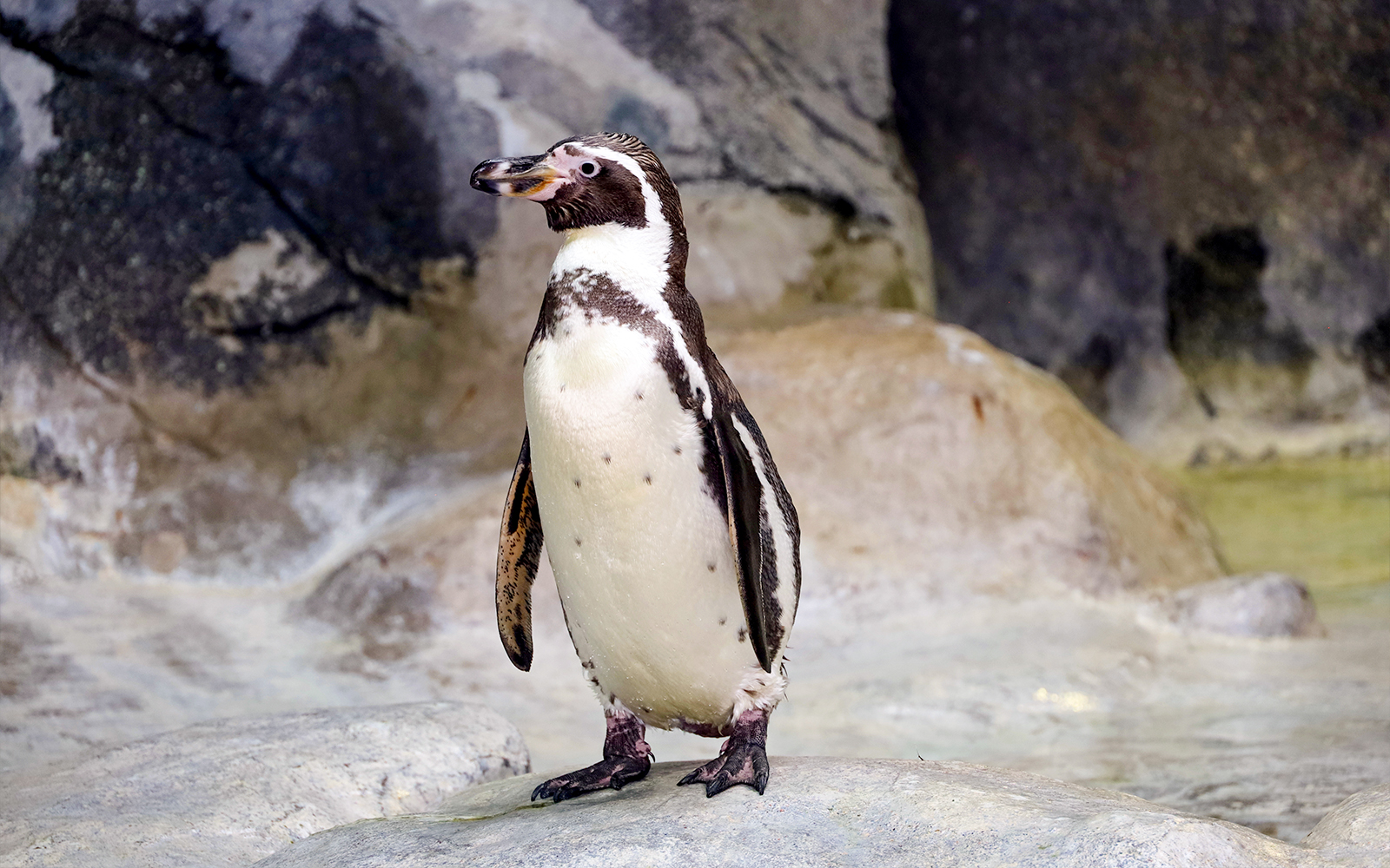 Penguin standing on rocks at Marineland, Antibes, French Riviera.