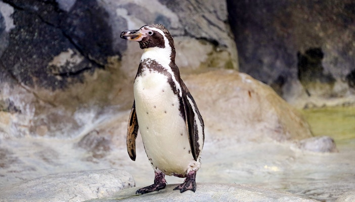 Penguin standing on rocks at Marineland, Antibes, French Riviera.