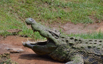 Crocodile with open mouth at PheZulu Safari Park, South Africa.