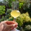 Limocello Tasting