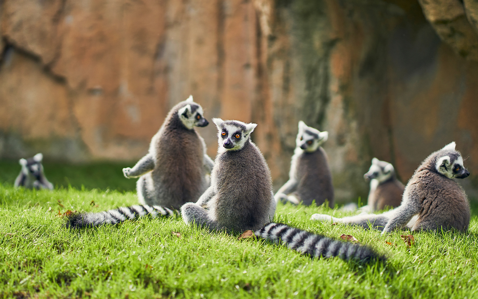 Madagascar Island at the Bioparc Valencia