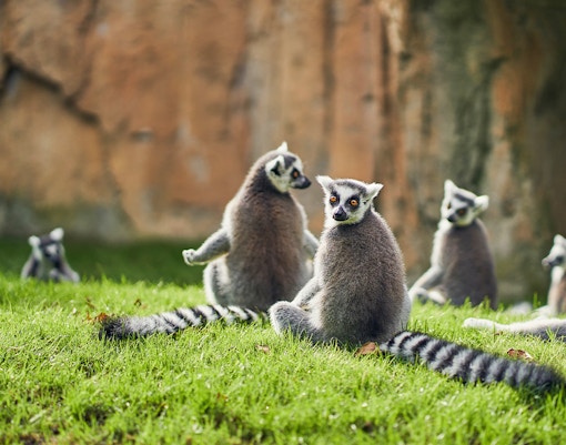 Lemurs, Madagascar habitat at Bioparc Valencia