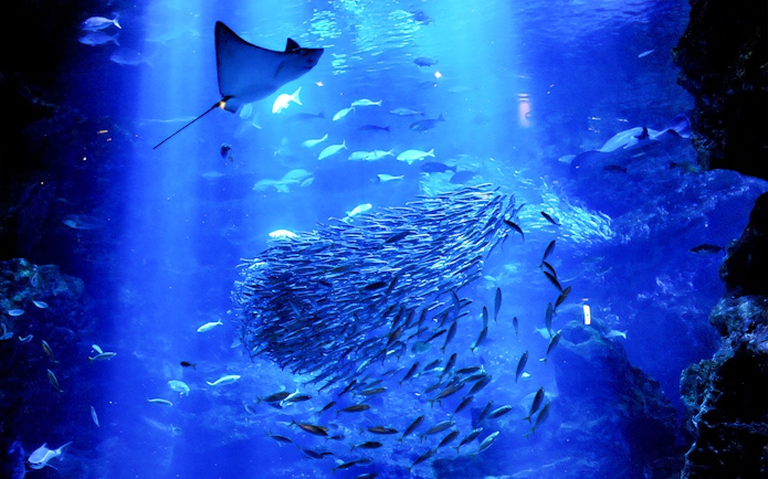 Shoaling fish and stingray swimming in Kyoto Aquarium.