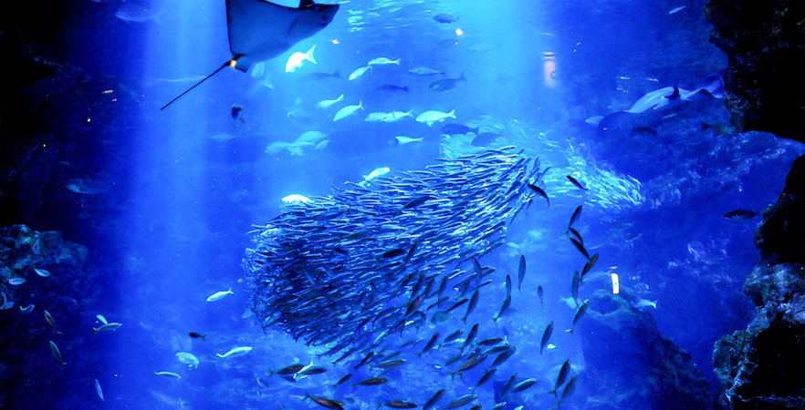 Shoaling fish and stingray swimming in a tank at Kyoto Aquarium, Japan.
