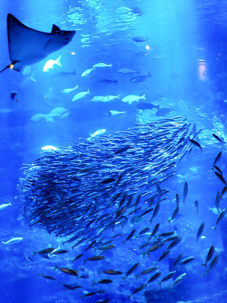 Shoaling fish and stingray swimming in Kyoto Aquarium.