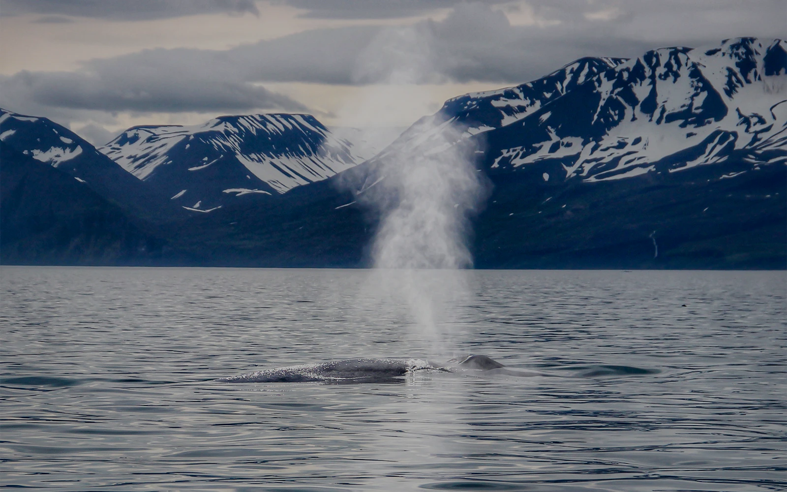 Blue whale spouting water in Husavik during Gentle Giants Whale Watching Tour.
