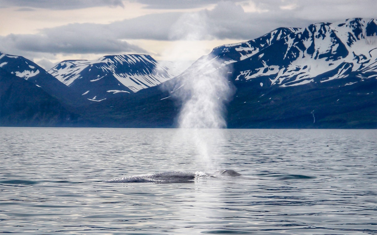 Blue whale spouting water in Husavik during Gentle Giants Whale Watching Tour.