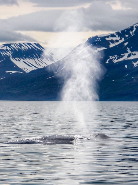 Blue whale spouting water in Husavik during Gentle Giants Whale Watching Tour.