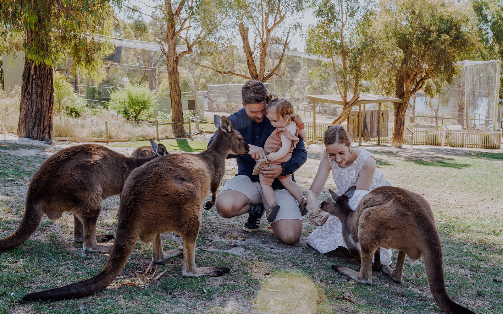Family feeding Kangaroos at Ballarat Wildlife Park