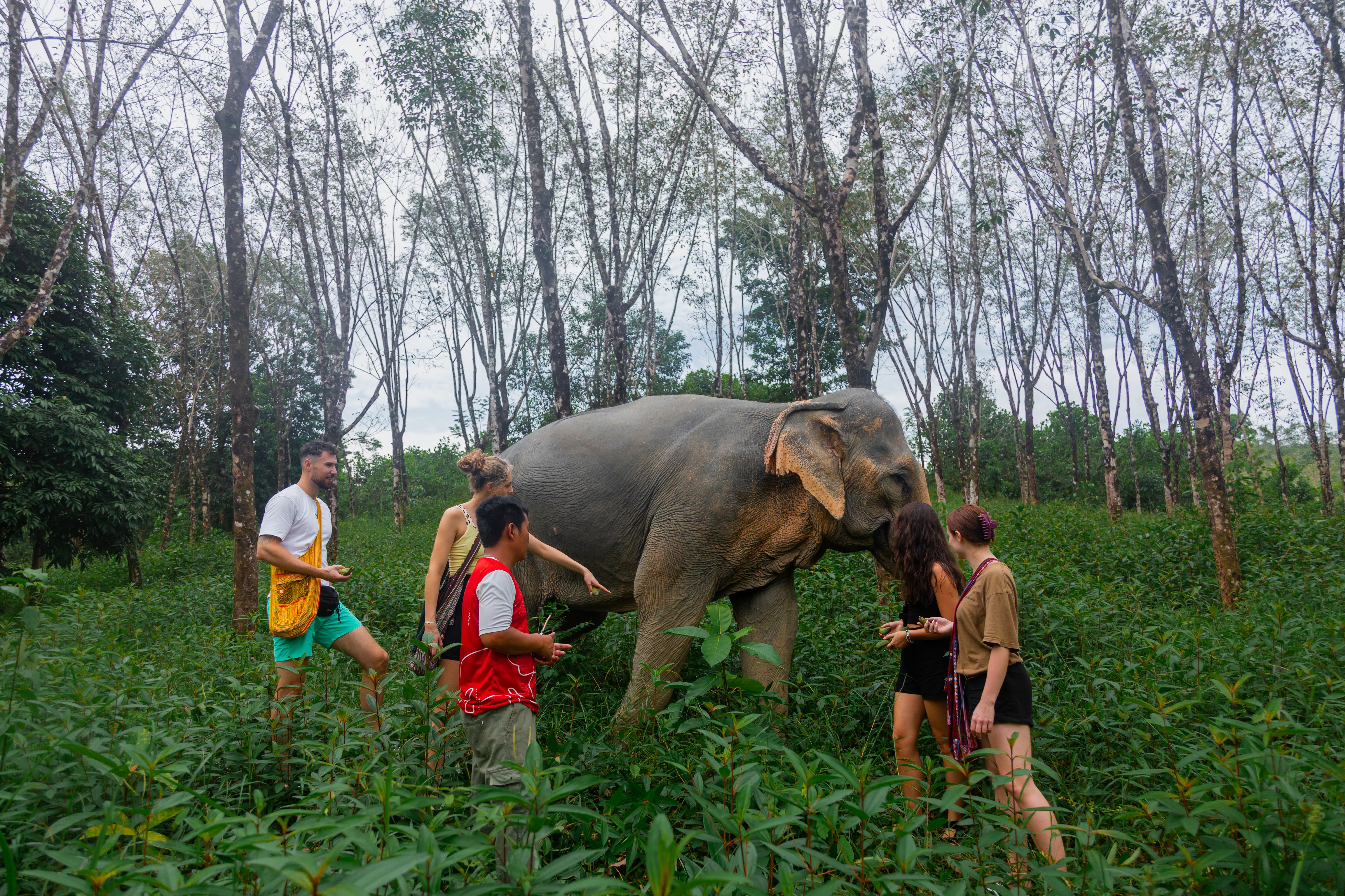 Visitors walking with an elephant at Khaolak Ethical Elephant Sanctuary.