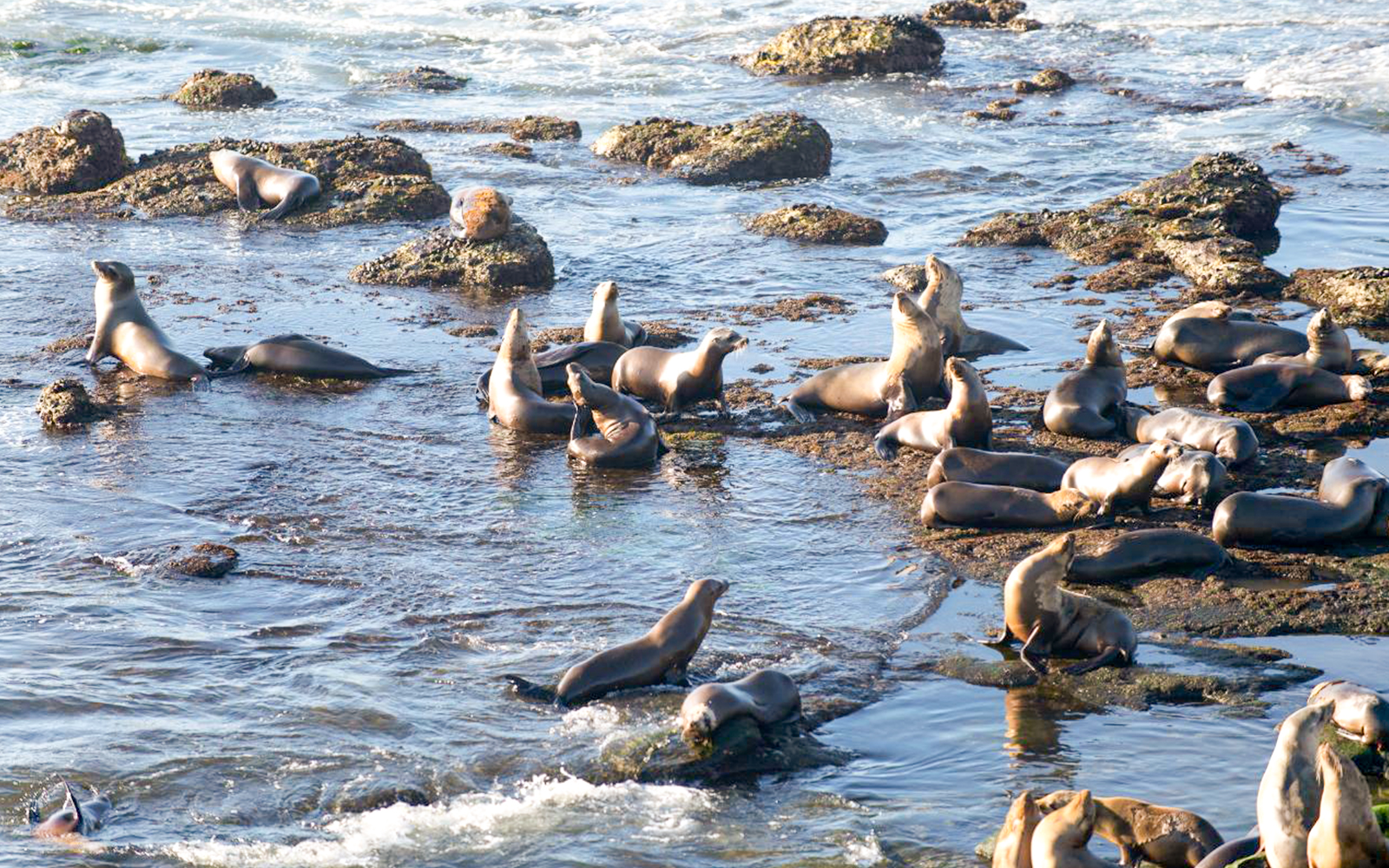 Fur seals resting on rocks during a Kaikoura whale watching tour.