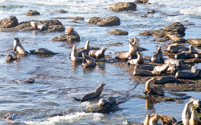 Fur seals resting on rocks during a Kaikoura whale watching tour.