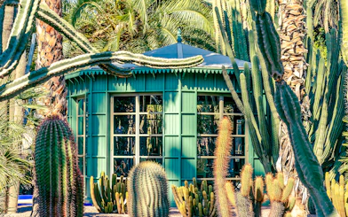 Jardin Majorelle pavilion surrounded by diverse cacti and palm trees in Marrakech.