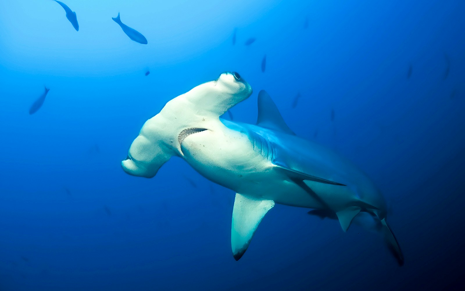 Close portrait of a Scalloped Hammerhead Shark