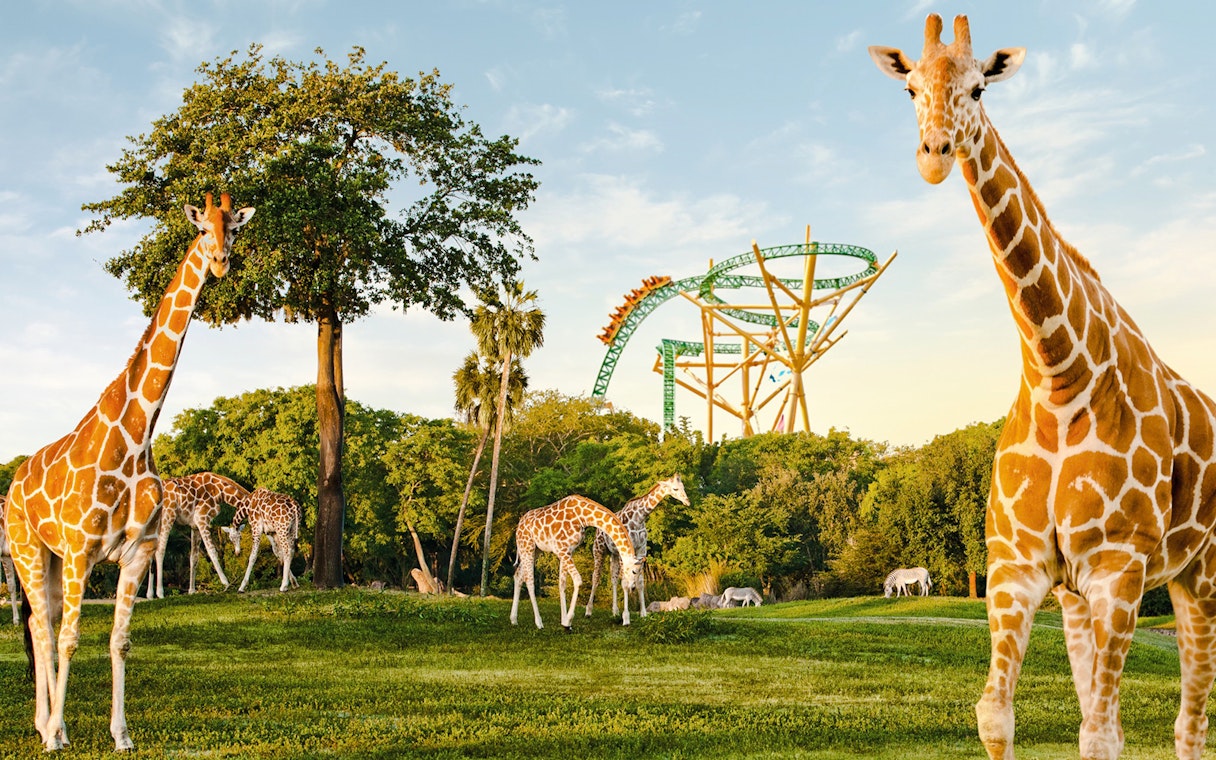 Giraffes grazing near a roller coaster at Busch Gardens, Tampa Bay.