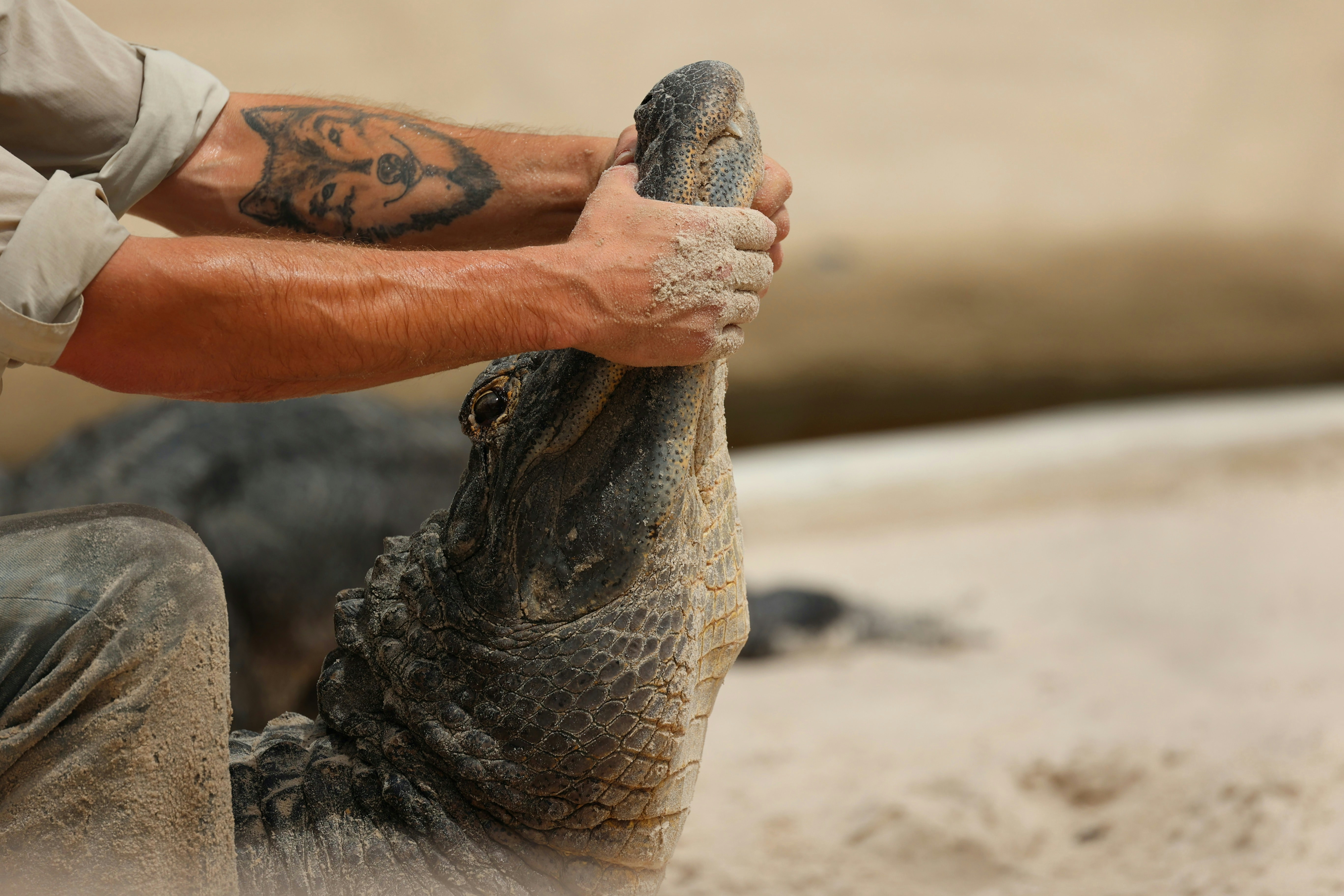 Skilled trainer holding an alligator
