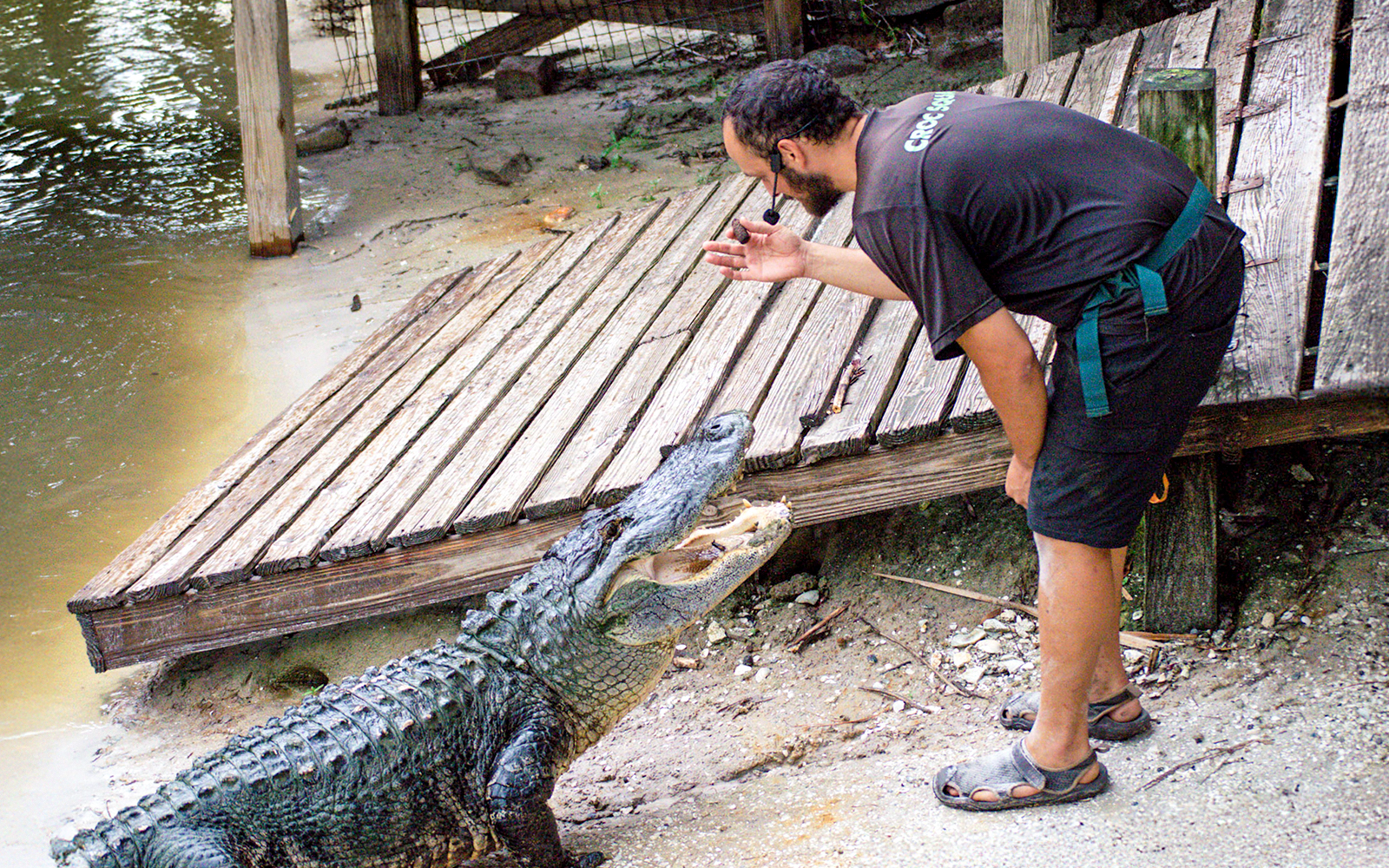 Expert interacting with alligator at wildlife park.