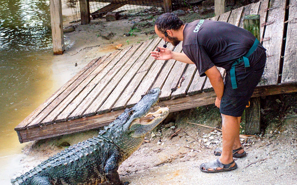 Expert interacting with alligator at wildlife park.