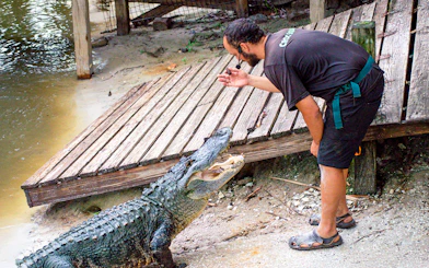 Expert interacting with alligator at wildlife park.