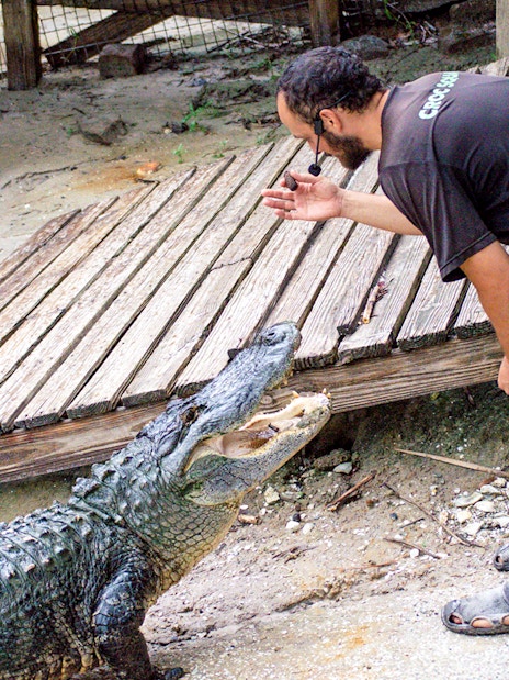 Expert interacting with alligator at wildlife park.