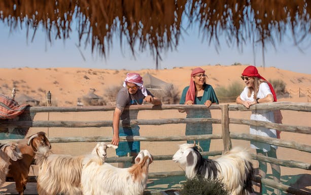 Sheep and goats grazing at Bedouin Culture Safari, Dubai desert.