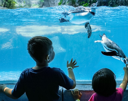 Ocean Network Express Penguin Cove, Bird Paradise