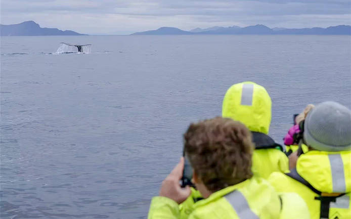 Whale tail visible from rib speedboat during Tromso whale watching cruise.