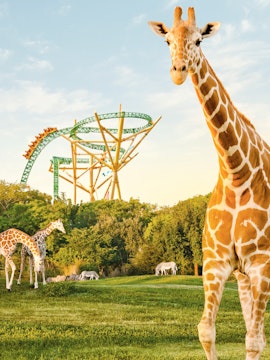 Giraffes and zebras in front of a roller coaster at Busch Gardens, Tampa Bay.
