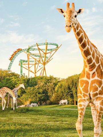 Giraffes and zebras in front of a roller coaster at Busch Gardens, Tampa Bay.