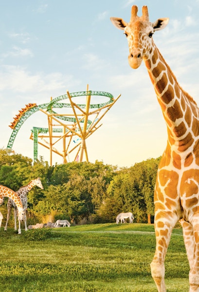 Giraffes and zebras in front of a roller coaster at Busch Gardens, Tampa Bay.