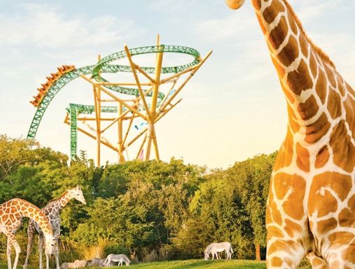Giraffes and zebras in front of a roller coaster at Busch Gardens, Tampa Bay.