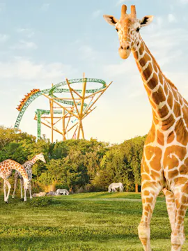 Busch Gardens Tampa Bay