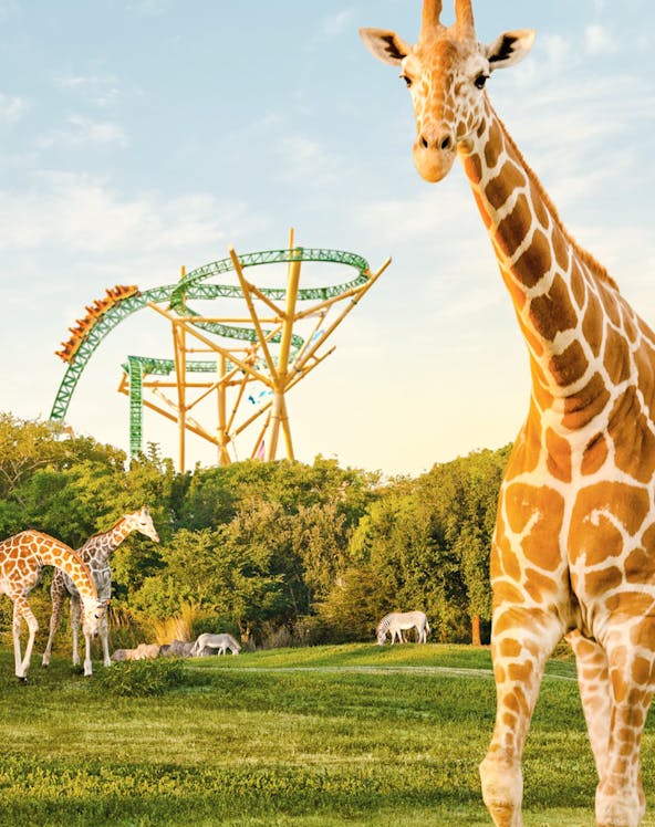 Giraffes and zebras in front of a roller coaster at Busch Gardens, Tampa Bay.