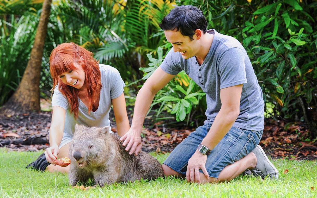 Tourists holding a wombat at Australia Zoo.