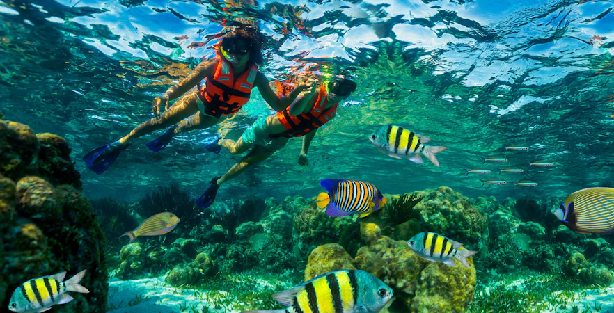 Snorkelers exploring coral reef and colorful fish