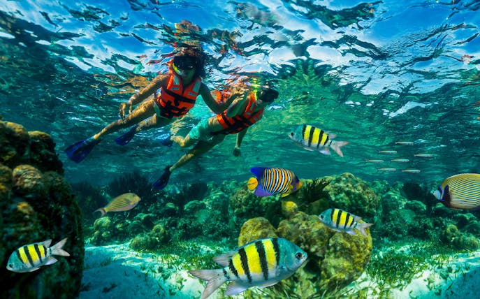 Snorkelers exploring coral reef and colorful fish in Marine National Park, Puerto Morelos, Mexico.