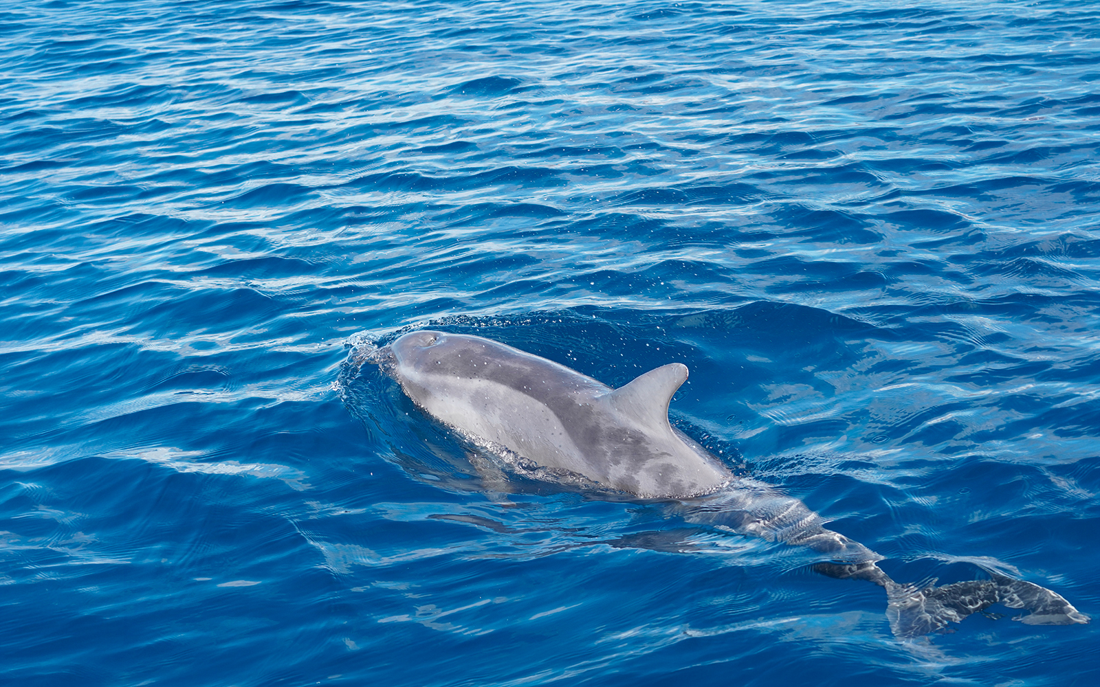 Bottlenose dolphin swimming in blue ocean during Gran Canaria sunset cruise.