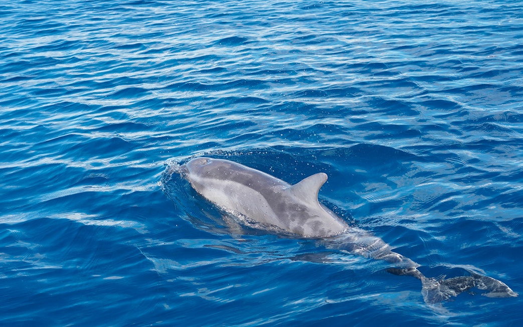 Bottlenose dolphin swimming in blue ocean during Gran Canaria sunset cruise.