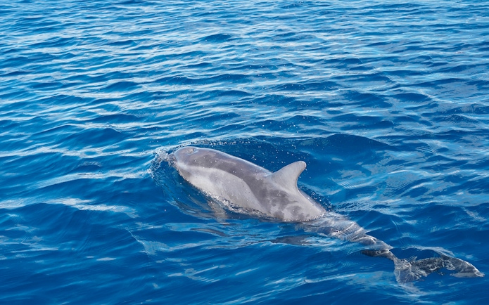 Bottlenose dolphin swimming in blue ocean during Gran Canaria sunset cruise.
