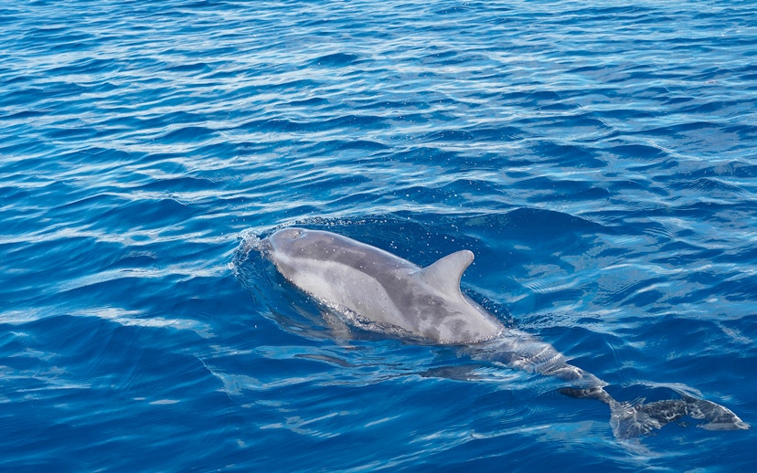 Bottlenose dolphin swimming in blue ocean during Gran Canaria sunset cruise.
