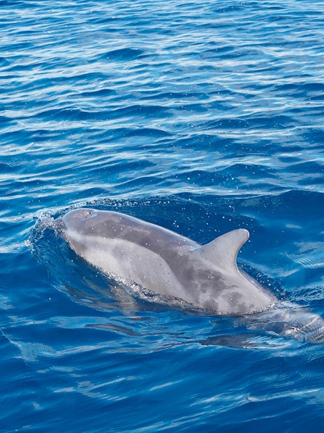 Bottlenose dolphin swimming in blue ocean during Gran Canaria sunset cruise.