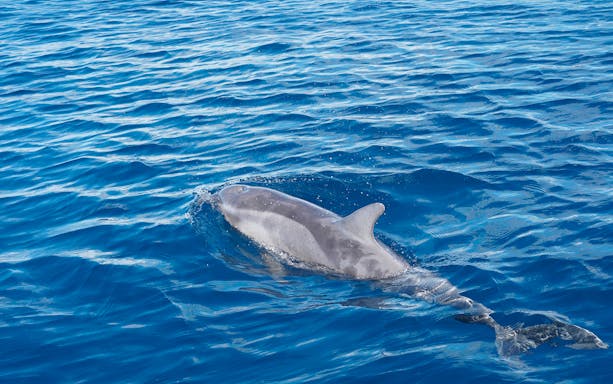 Bottlenose dolphin swimming in blue ocean during Gran Canaria sunset cruise.