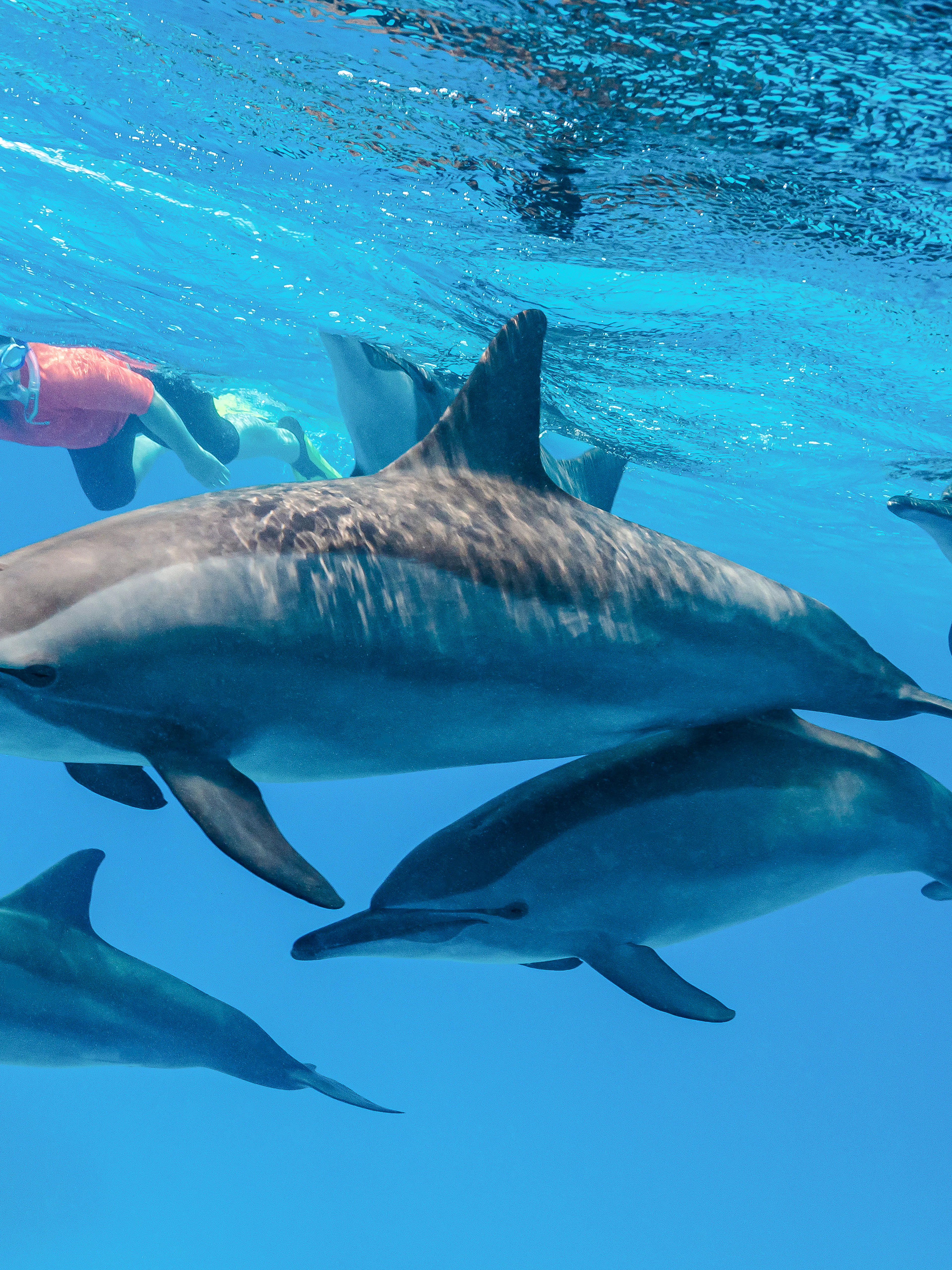 Snorkeler swimming with dolphins in clear blue water.