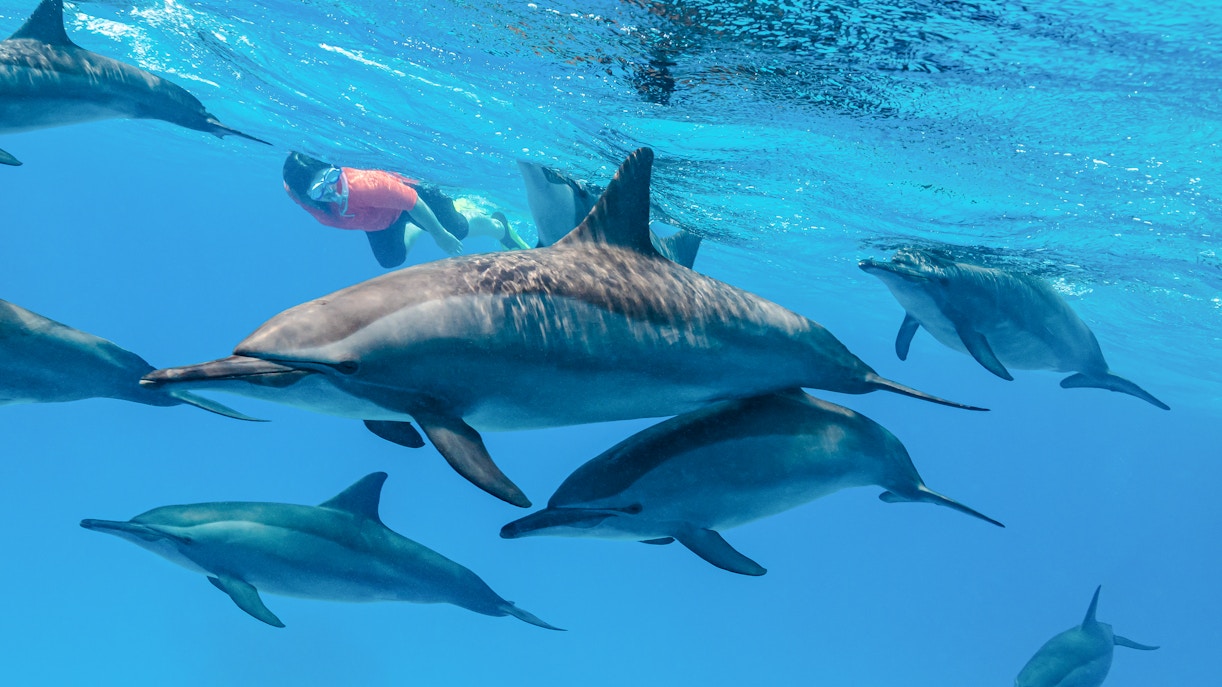 Snorkeler swimming with dolphins in clear blue water.
