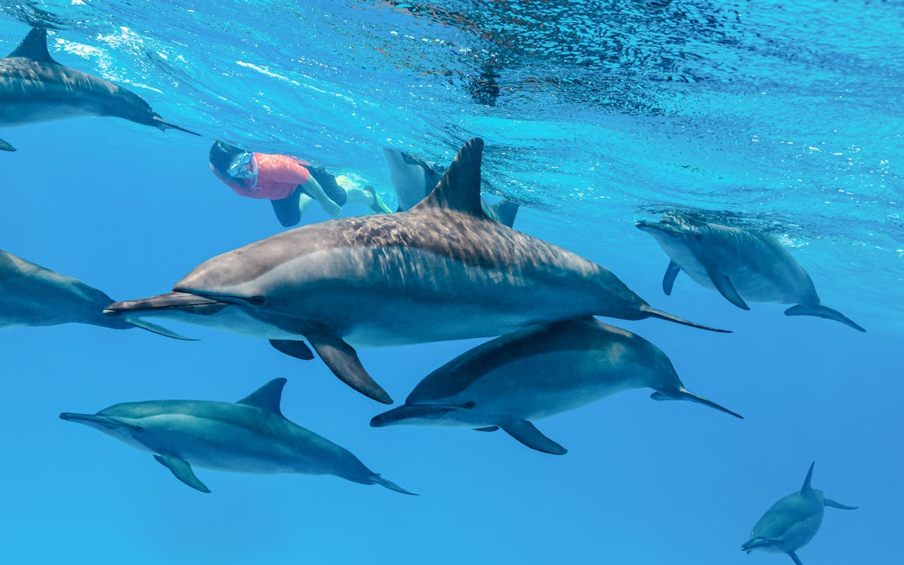Snorkeler swimming with dolphins in clear blue water.