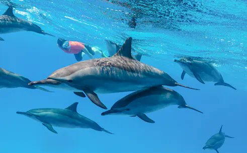 Snorkeler swimming with dolphins in clear blue water.