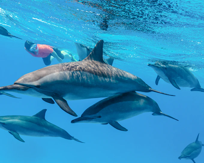 Kangaroo Island: Swim with Dolphins & Seals Snorkel Boat Tour