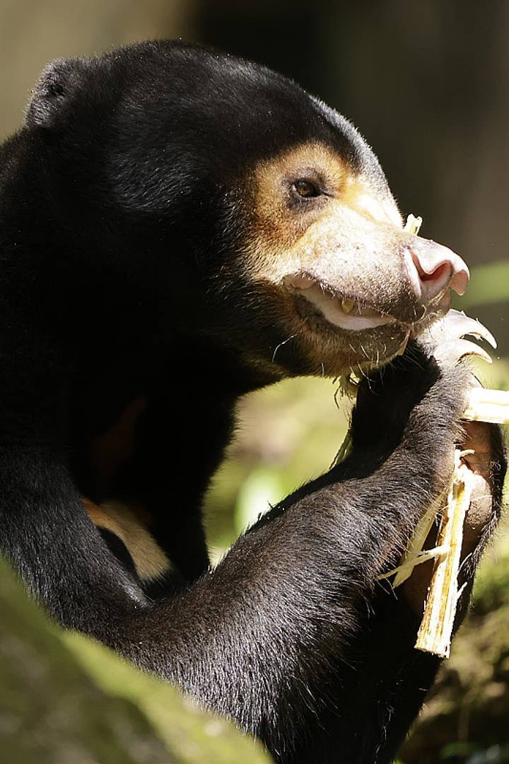 AIA Vitality Bounce RWA